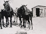 Bayer Dairy Farm