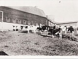 Dairy Barn