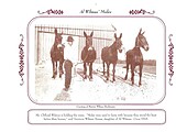 Mules, circa 1915