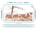 Cattle on William F. Calvert Farm