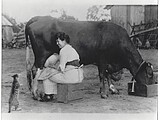 Girl milking a cow and feeding a cat.