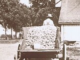 Albert Wilmas Potato Farm