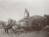 Arthur Bierbrauer’s wheat loaded wagon