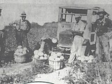 Melon Harvest in Chesterfield