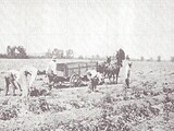 Al Wilmas porato farm