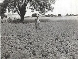 Potato Field