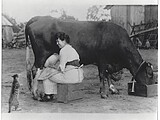 Girl milking a cow and feeding a cat. Courtesy of Creve Coeur Chesterfield Historical Society.