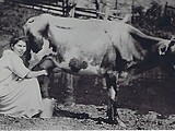 Florence Bierbauer is milking a cow.