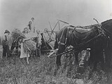 Three women helping with threshing